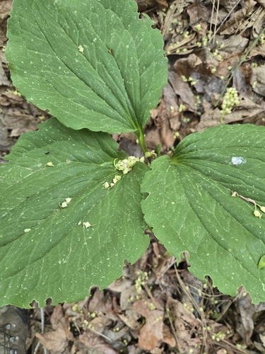 Trillium petiolatum, photograph 2