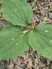 Trillium petiolatum, photograph author not stated, no rights reserved