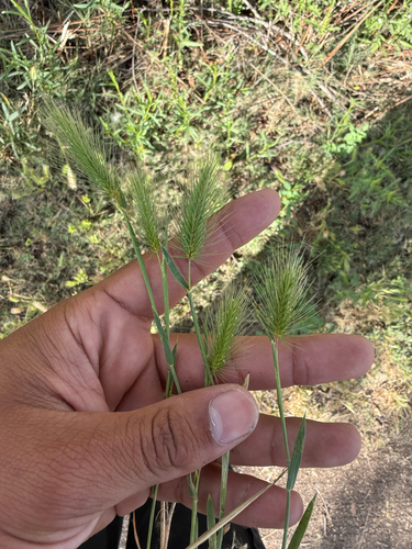 iNaturalist observation photo of salt barley