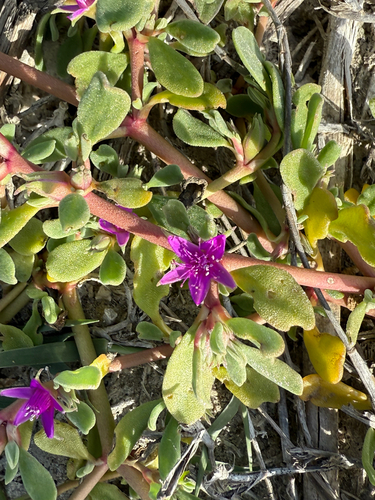 iNaturalist observation photo of Western Seapurslane