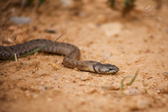 Abubaker's Hooded Snake photo 5