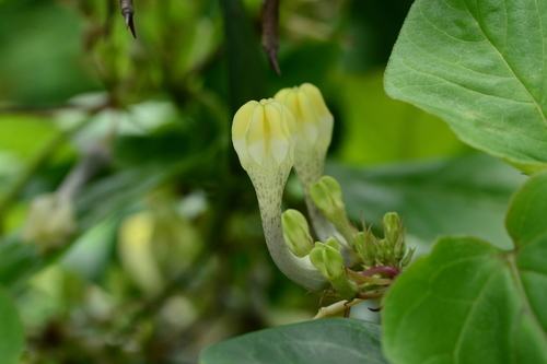 Ceropegia evansii