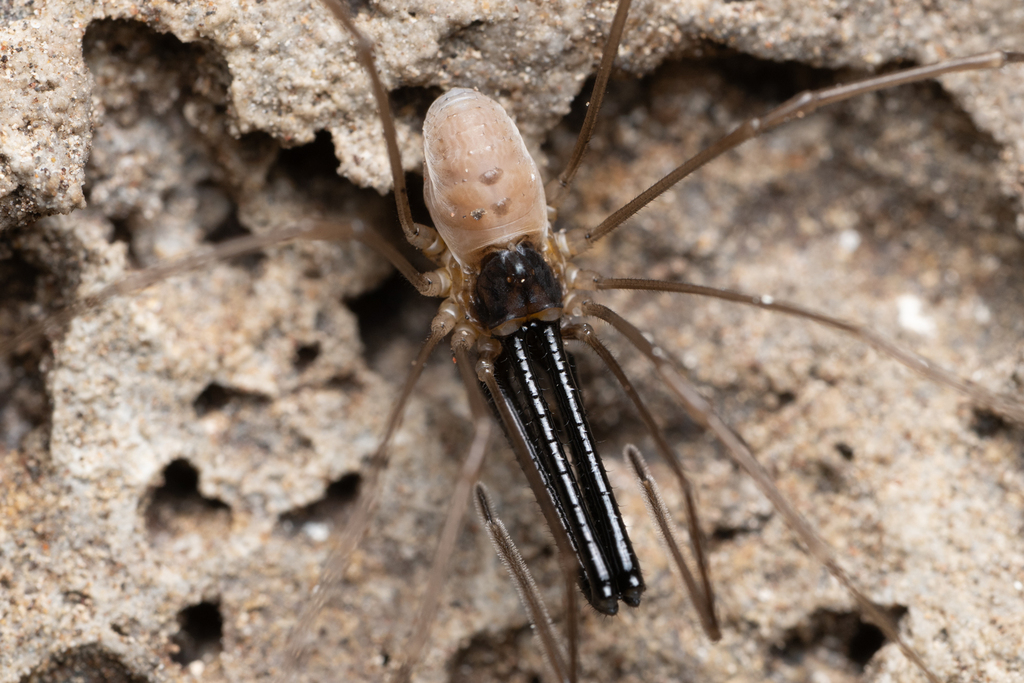 Taracus fluvipileus