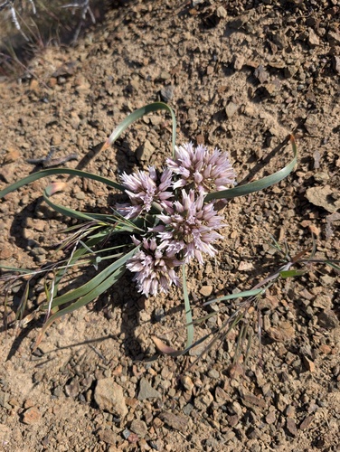 Allium siskiyouense, photograph 5