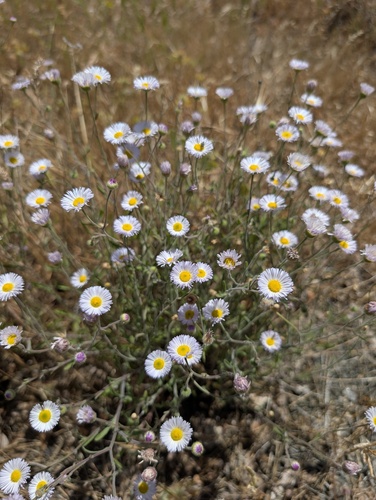 California fleabane (Erigeron incomptus)