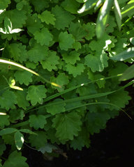 Micranthes odontoloma