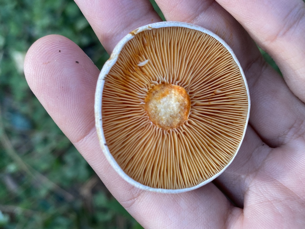 Lactarius deliciosus · May 2025 · photo: © tutitah (iNaturalist, cc0)