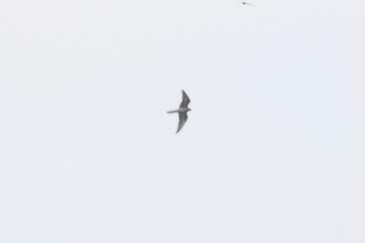 Eleonora's Falcon from Chtouka Ait Baha Province, Morocco on May 3 ...