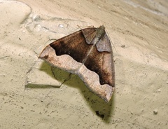 Anonychia lativitta