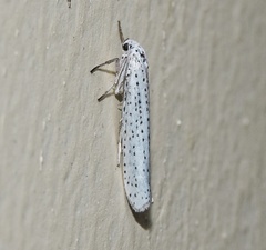 Yponomeuta evonymella