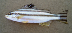 Small-Scaled Terapon photo 2