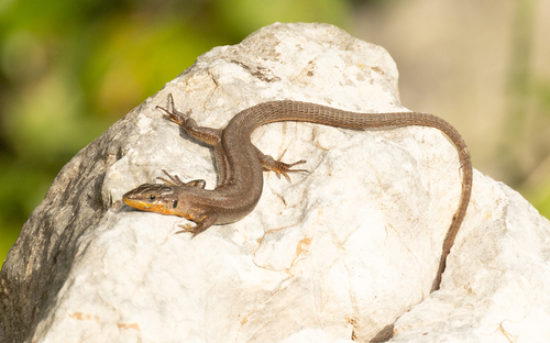 Dalmatian Wall Lizard, Koločep, Croatia, photo 9 of 10
