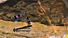 Aristocypha fenestrella