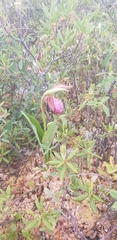 Cypripedium acaule image