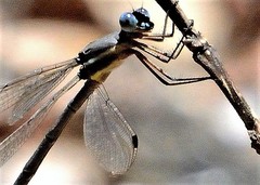 Archilestes