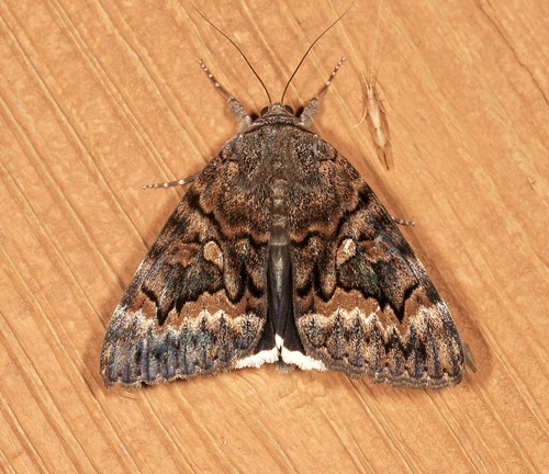 Epione Underwing photo 6