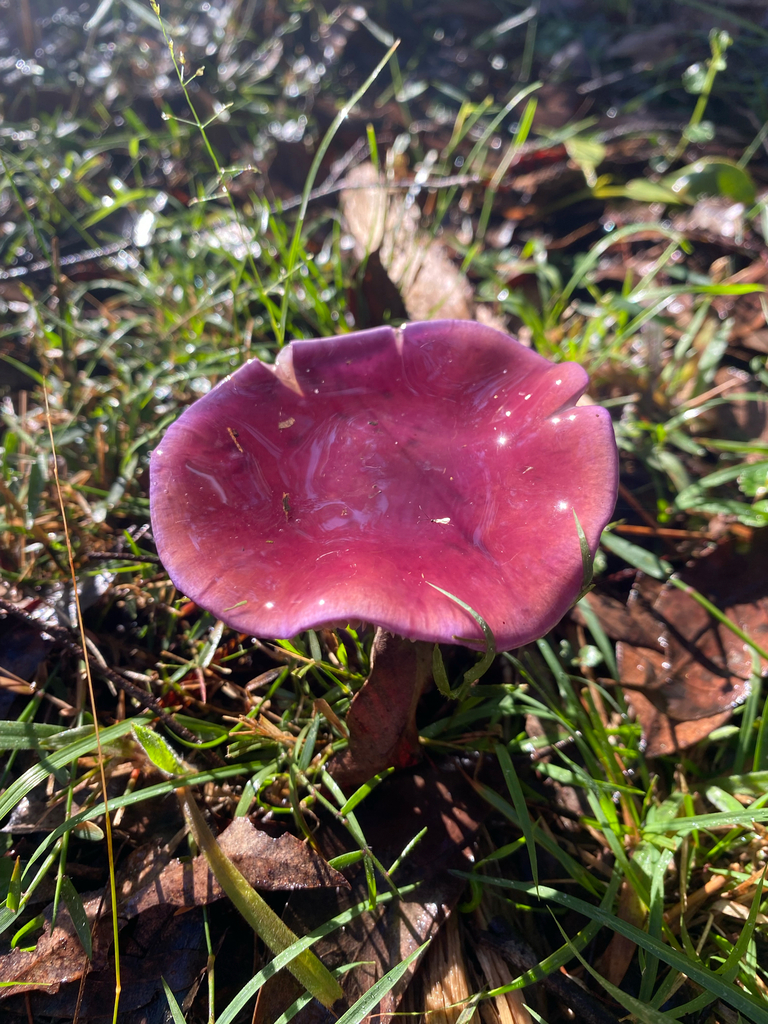 Cortinarius archeri · May 2025 · photo: © farmerfox_1 (iNaturalist, cc-by)