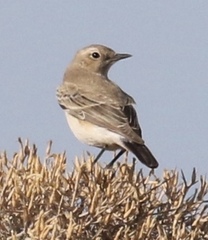 Oenanthe isabellina