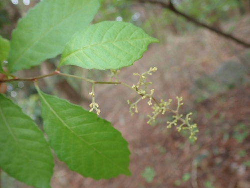 Meliosma tenuis iNat (2)