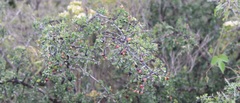 Condalia mexicana