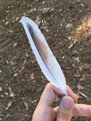 Columba livia domestica