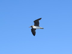 Ichthyaetus leucophthalmus