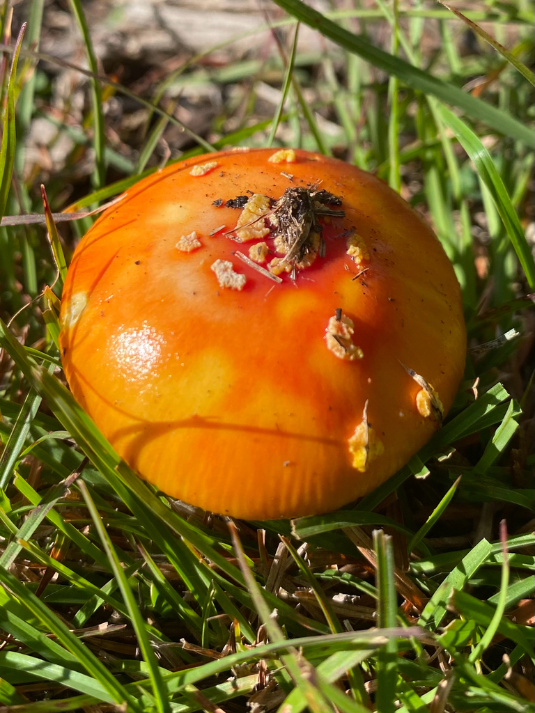 Amanita xanthocephala · May 2025 · photo: © farmerfox_1 (iNaturalist, cc-by)