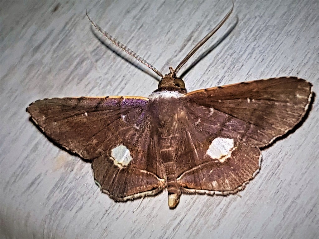 Clapra oculata