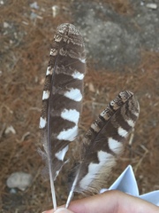 Otus scops