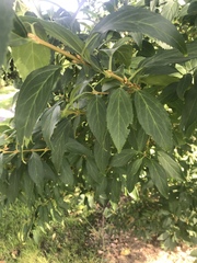 Forsythia × intermedia