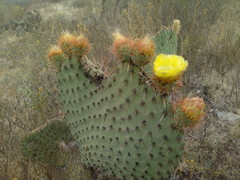 Opuntia huajuapensis