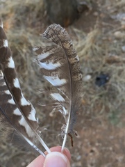 Otus scops