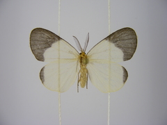 Marbla divisa
