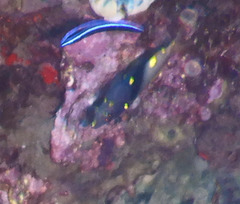 Bodianus mesothorax