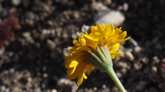 Chaenactis glabriuscula glabriuscula