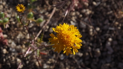 Chaenactis glabriuscula glabriuscula