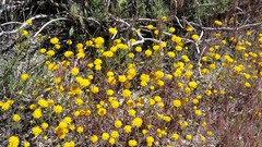 Chaenactis glabriuscula glabriuscula