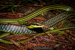 Dendrelaphis formosus