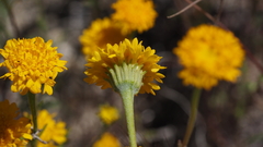 Chaenactis glabriuscula glabriuscula
