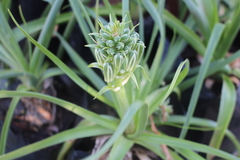 Albuca nelsonii