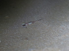 Trigonodactylus arabicus