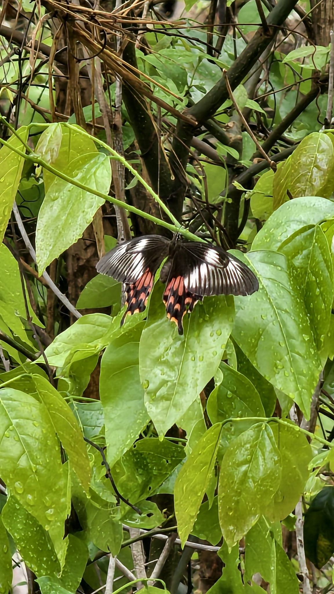 Common Mormon