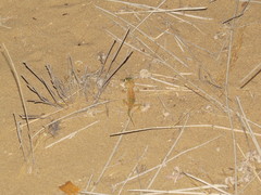 Stenodactylus doriae