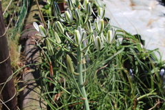 Albuca nelsonii