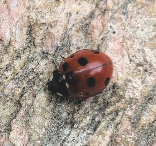 Seven-spotted Lady Beetle