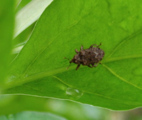 Colobodes valbum · iNaturalist