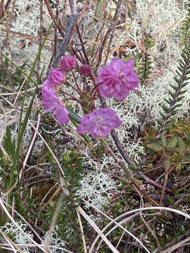 Western Bog Laurel