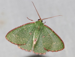 Eucyclodes metaspila