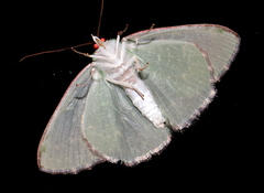 Eucyclodes metaspila