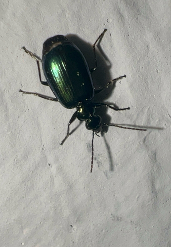 Flower Lebia Beetle photo 6